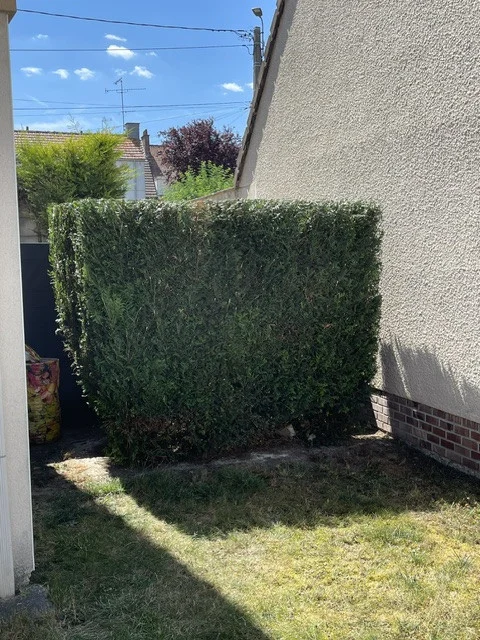 Taille de haie de fond de jardin